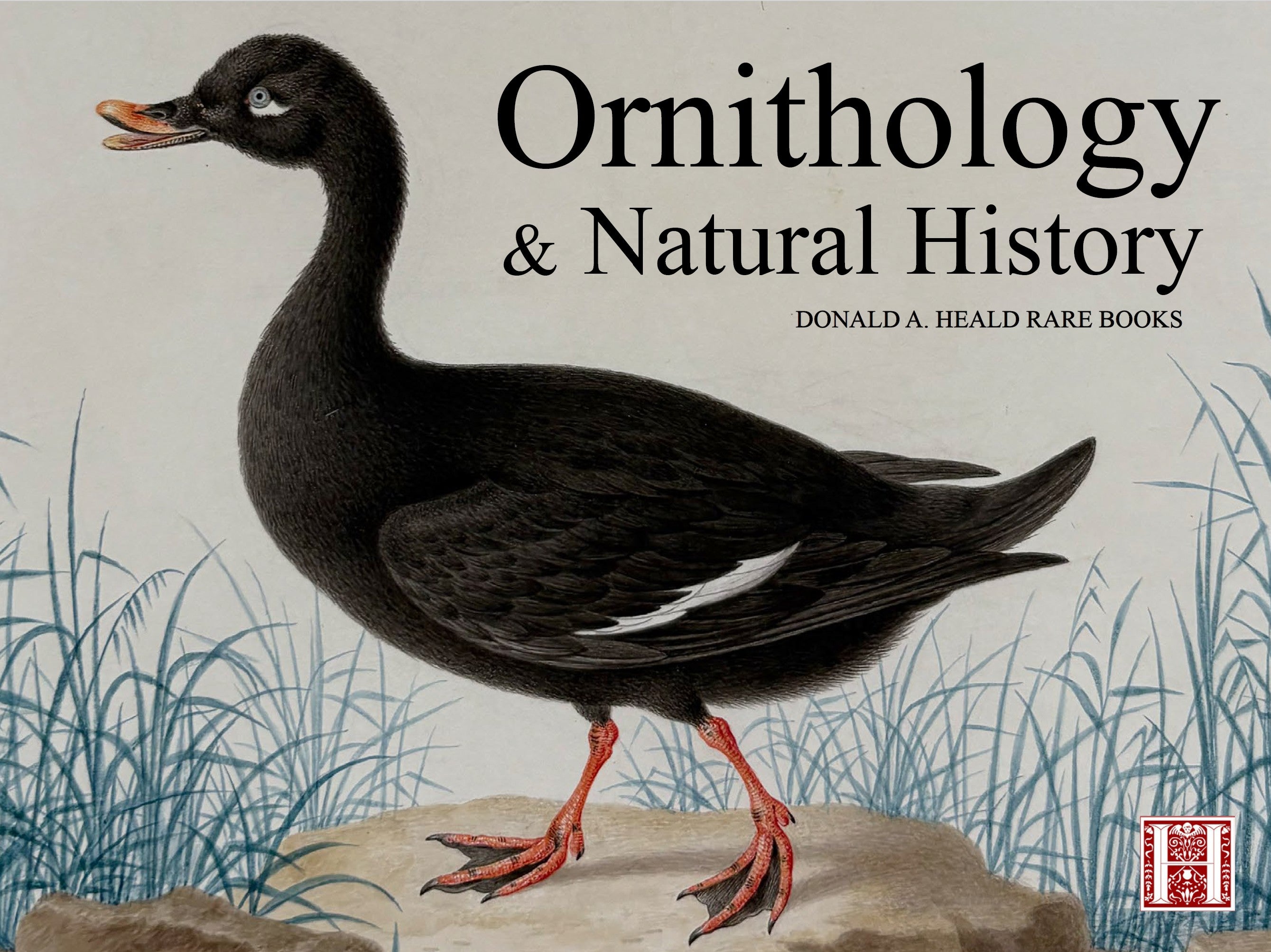 Ornithology and Natural History - April 2026