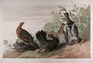 Spotted or Canada Grouse [Spruce Grouse]
