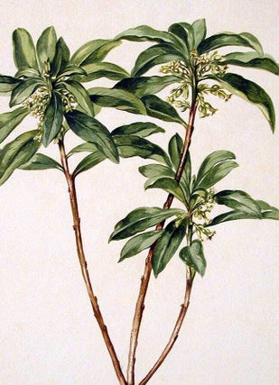Spurge laurel (Daphne laureola), with small green flowers with red centres