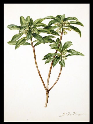 Item #3475 Spurge laurel (Daphne laureola), with small green flowers with red centres. Jacob VAN...