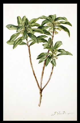 Item #3475 Spurge laurel (Daphne laureola), with small green flowers with red centres. Jacob VAN...