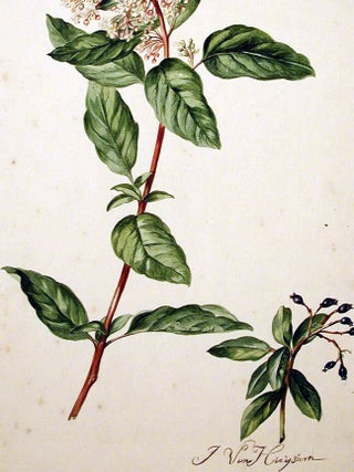 Viburnum (Viburnum tinus)