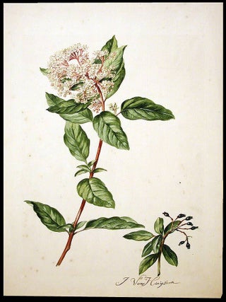 Item #3476 Viburnum (Viburnum tinus). Jacob VAN HUYSUM