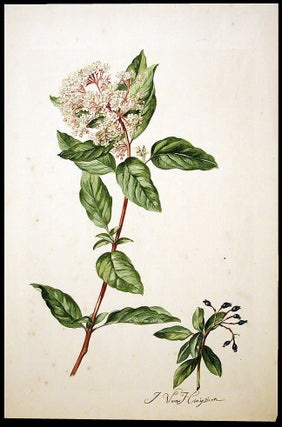 Item #3476 Viburnum (Viburnum tinus). Jacob VAN HUYSUM