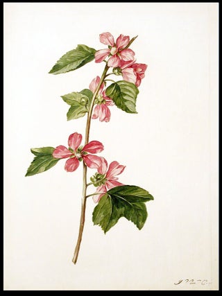 Item #3477 Mallow (Malva trimestris). Jacob VAN HUYSUM