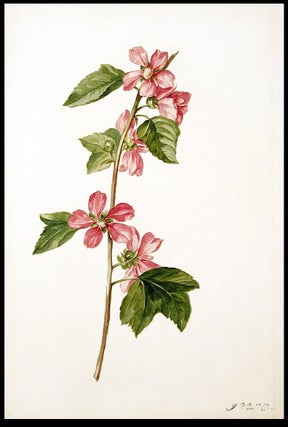Item #3477 Mallow (Malva trimestris). Jacob VAN HUYSUM
