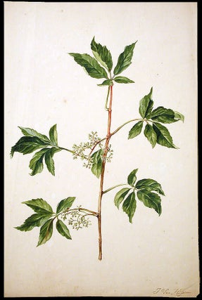 Item #3478 Elder (Sambucus nigra). Jacob VAN HUYSUM