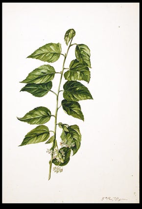 Item #3479 Lime (Tillia europea). Jacob VAN HUYSUM