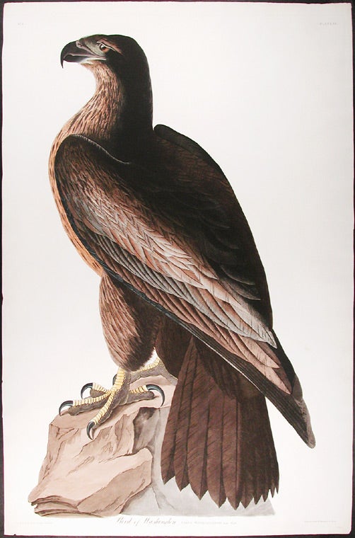 Item #3644 Bird of Washington. Falco Washingtonii. Aud. Male. John James AUDUBON.