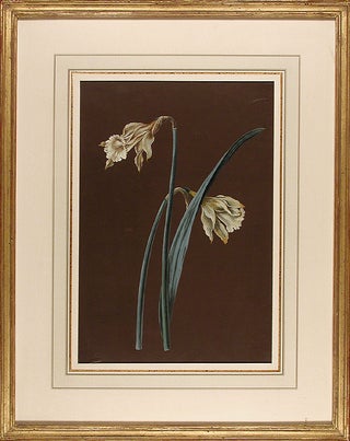 Item #3898 Narcissus jonquilla. German/Swiss School J. E. W., 18th century