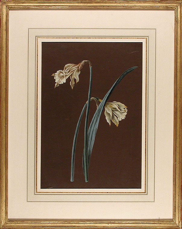 Item #3898 Narcissus jonquilla. German/Swiss School J. E. W., 18th century.