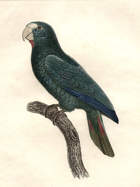 Item #3901 [Perroquet à face rouge male (Hispaniolan Amazon [Amazona ventralis])]. Jacques BARRABAND, 1767/.