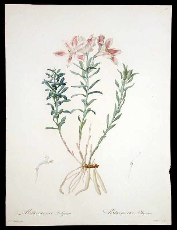 Item #3923 Alstroemeria Pelegrina [Pelegrinan Incan Lily]. Pierre-Joseph REDOUT&Eacute;.