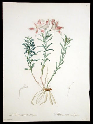 Item #3923 Alstroemeria Pelegrina [Pelegrinan Incan Lily]. Pierre-Joseph REDOUT&Eacute