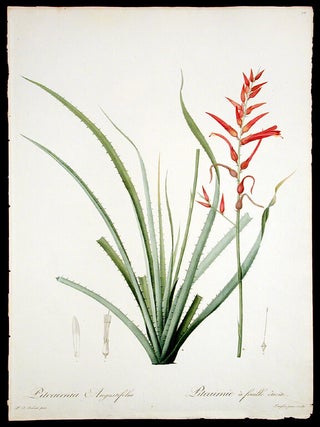 Item #3926 Pitcairnia Angustifolia / Pitcairnie &agrave; feuille &eacute;troite [Narrow-leaved Pitcairnea]....