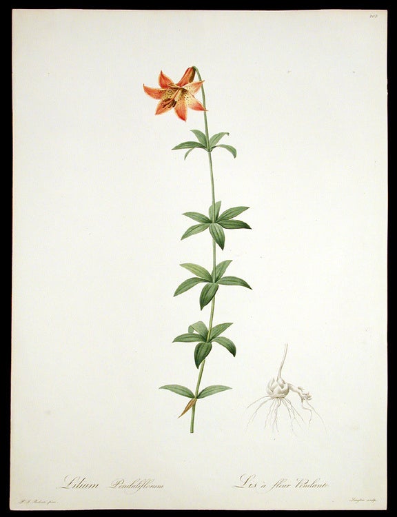 Item #3928 Lilium Penduliflorum / Lis &agrave; fleur Pendante [Canadian Lily, Wild Yellow Lily]. Pierre-Joseph REDOUT&Eacute;.