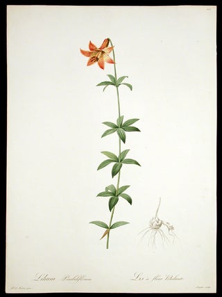 Item #3928 Lilium Penduliflorum / Lis &agrave; fleur Pendante [Canadian Lily, Wild Yellow Lily]....