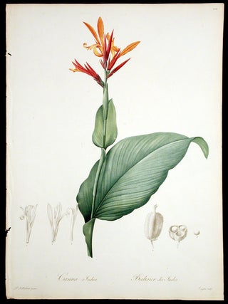 Item #3949 Canna Indica / Balsier des Indes [Socalled-Yellow Canna]. Pierre-Joseph REDOUT&Eacute