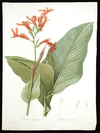 Item #3970 Canna Gigantea / Balsier G&eacute;ant [Broad-leaved Canna]. Pierre-Joseph REDOUT&Eacute