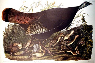 Item #4280 Wild Turkey, Female and Young. From "The Birds of America" (Amsterdam Edition). John...