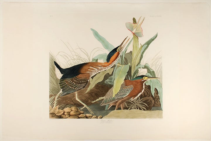 Item #4361 Green Heron from The Birds of America. John James AUDUBON.