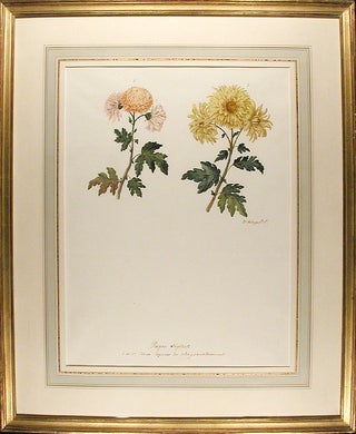 Item #4676 Chrysanthemum indicum var. (Two Chrysanthemum varieties). Jean-Charles VERBRUGGE