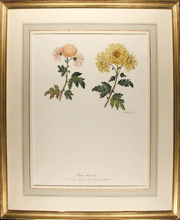 Item #4676 Chrysanthemum indicum var. (Two Chrysanthemum varieties). Jean-Charles VERBRUGGE.