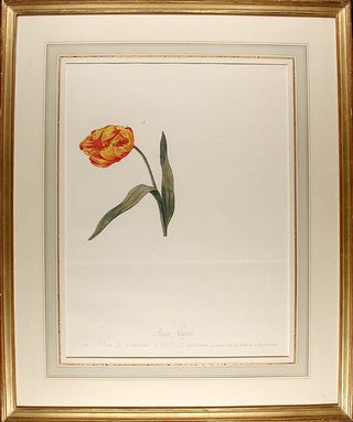 Item #4678 Tulipa cultivar 'La Monstreuse ('La Monstreuse' tulip). Jean-Charles VERBRUGGE