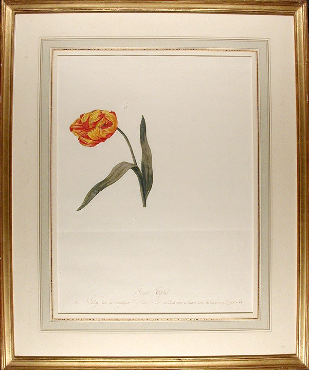 Item #4678 Tulipa cultivar 'La Monstreuse ('La Monstreuse' tulip). Jean-Charles VERBRUGGE.