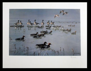 Item #5201 [Widgeon (Anas penelope) and Pinkfooted geese (Anser brachyrhynchus)]. After Sir Peter...