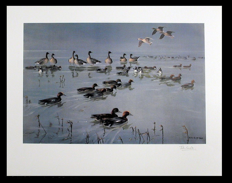 Item #5201 [Widgeon (Anas penelope) and Pinkfooted geese (Anser brachyrhynchus)]. After Sir Peter Markham SCOTT.
