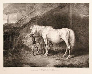 Primrose and Foal