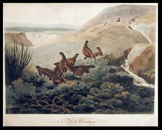 Item #5255 Red Grouse. After Philip REINAGLE