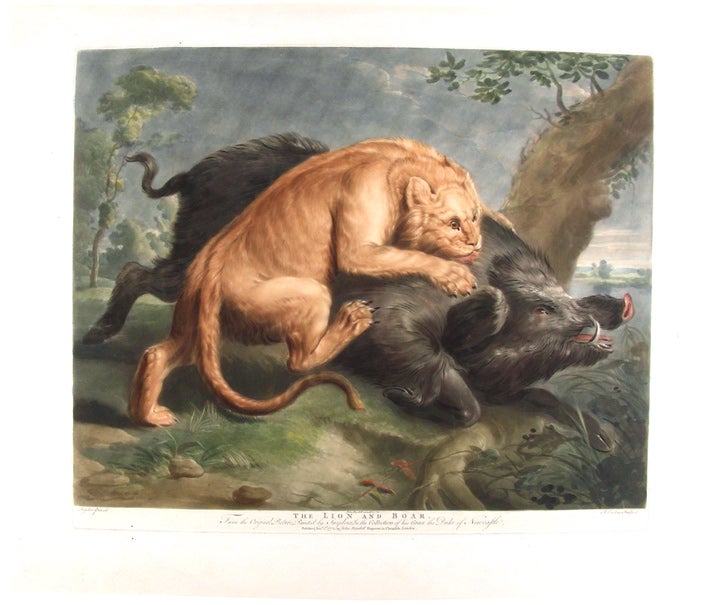 Item #5282 The Lion and the Boar. From the Original Picture, Painted by Snyders, in the Collection of His Grace the Duke of Newcastle. After Frans SNYDERS, Richard Earlom.