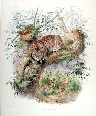 Item #5530 Felis Pardina [Eurasian Lynx]. Joseph WOLF