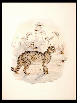 Item #5535 Felis Caudatus [Wild Cat]. Joseph WOLF
