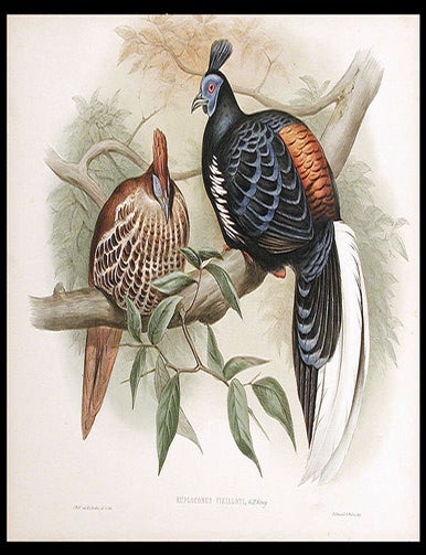 Item #5559 [Vieillot's Crested Fireback (Lophura ignita rufa)] Euplocomus vieilloti. John GOULD.
