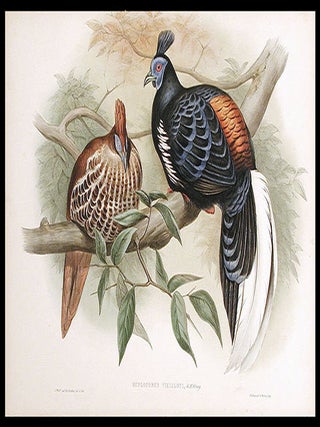 Item #5559 [Vieillot's Crested Fireback (Lophura ignita rufa)] Euplocomus vieilloti. John GOULD