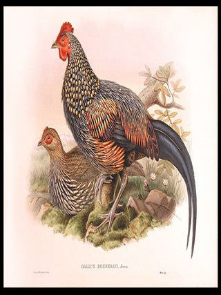 Item #5563 [Sonnerat's Jungle Fowl] Gallus sonnerati. John GOULD