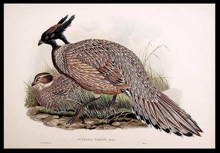 Item #5568 [Darwin's Pucras Pheasant] Pucrasia darwini. John GOULD.