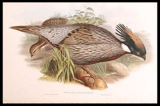 Item #5574 [Himalayan Pucras Pheasant] Pucrasia macrolopha. John GOULD