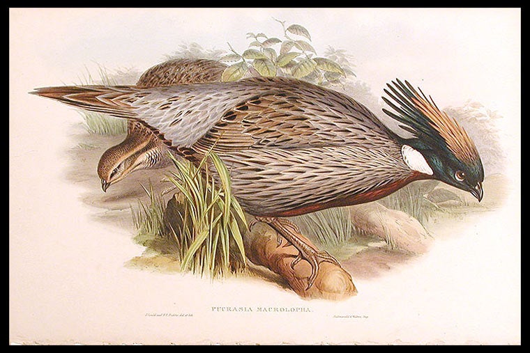 Item #5574 [Himalayan Pucras Pheasant] Pucrasia macrolopha. John GOULD.