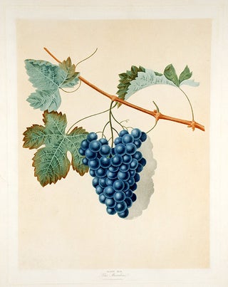 [Grapes] Blue Muscadine Grape