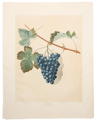 Item #5615 [Grapes] Blue Muscadine Grape. After George BROOKSHAW