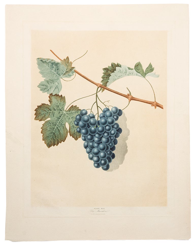 Item #5615 [Grapes] Blue Muscadine Grape. After George BROOKSHAW.