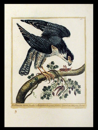 Item #5617 Le Faucon Pélerin femelle [Peregrin Falcon]. Maddalena BOUCHARD
