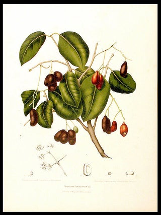 Item #5768 Syzygium Jambolanum [Jambul or Java Plum]. After Berthe HOOLA VAN NOOTEN