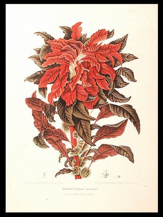 Item #5770 Amarantus Tricolor [Variegated Amaranth]. After Berthe HOOLA VAN NOOTEN