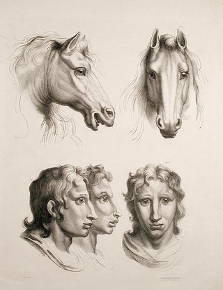 Item #6039 [Illustration of physiognomic resemblance between a Man and a Horse]. After Charles LE...