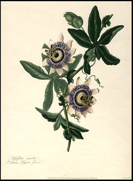 Item #6331 Passiflora caerulea Common Passion flower. Mary LAWRANCE.